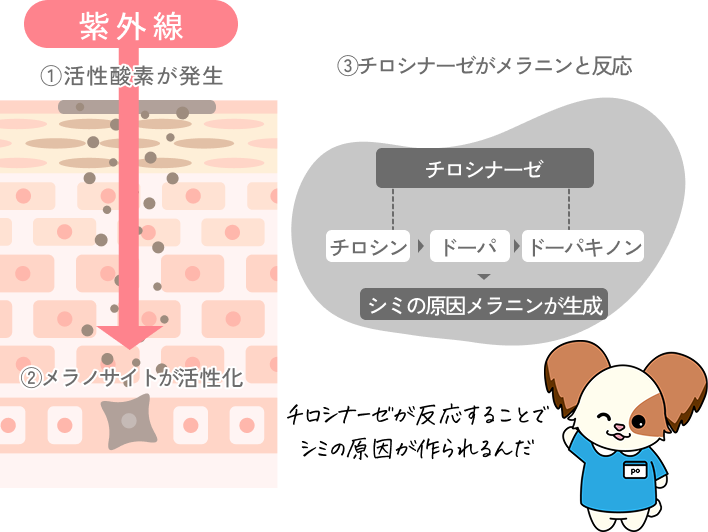 チロシナーゼが反応することで シミの原因が作られるんだ