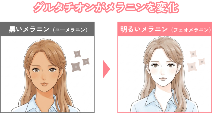 グルタチオンがメラニンを変化