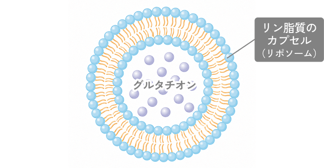 リン脂質のカプセル（リポソーム）
